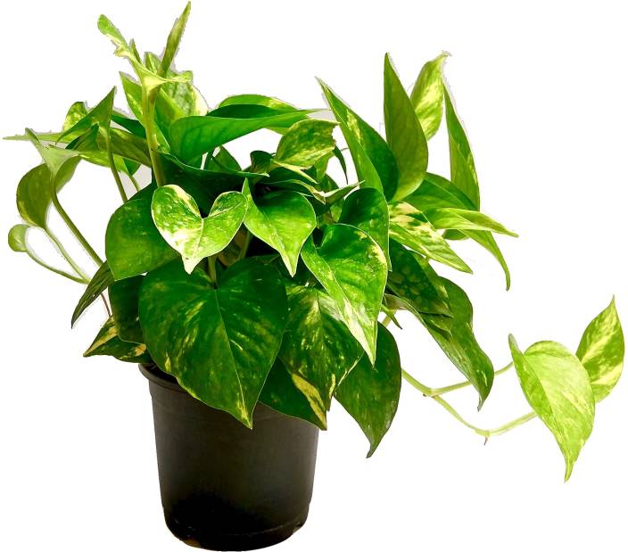Epipremum 'Money Green'