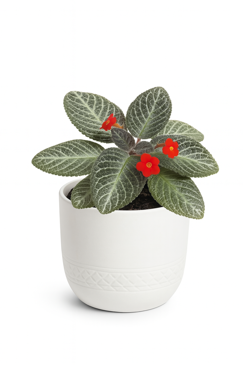 Episcia Flame Violet