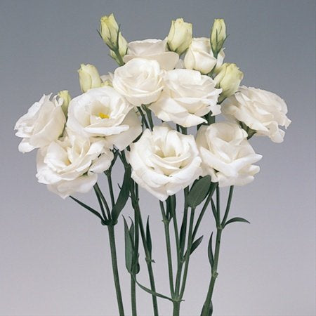 Eustoma