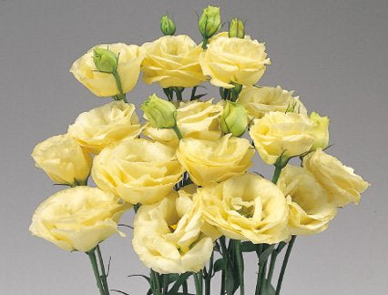 Eustoma