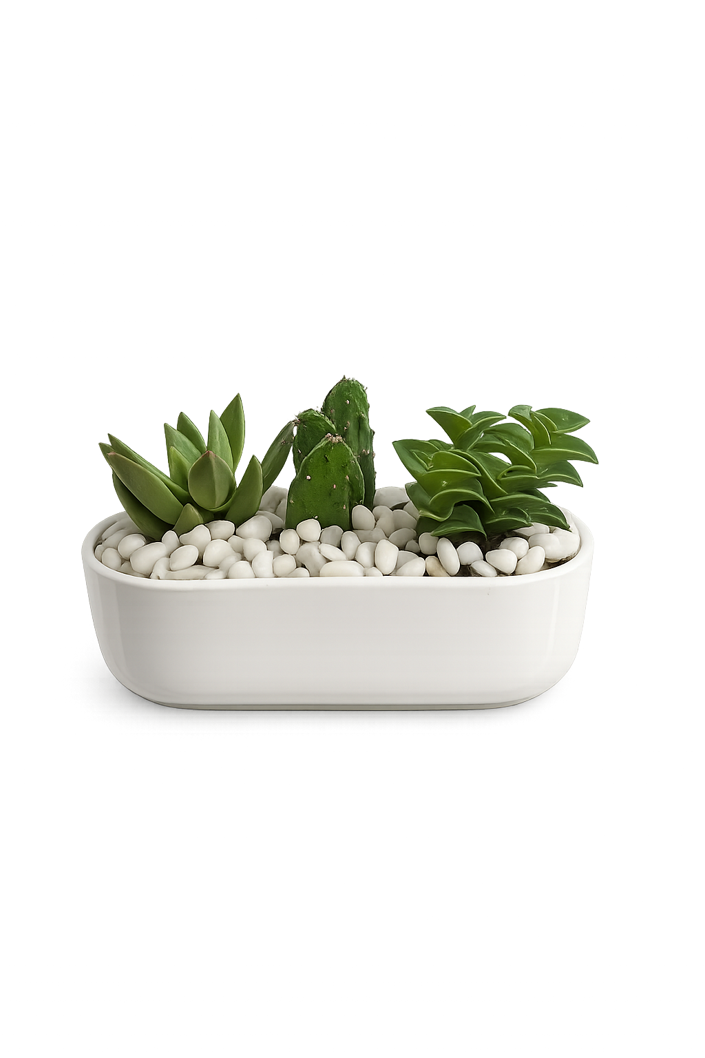 Zen Desert Trio | Indoor Succulent Plants