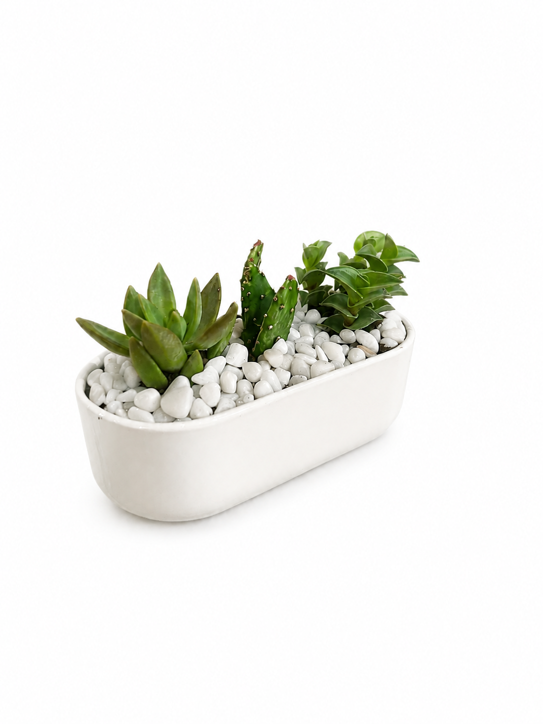 Zen Desert Trio | Indoor Succulent Plants