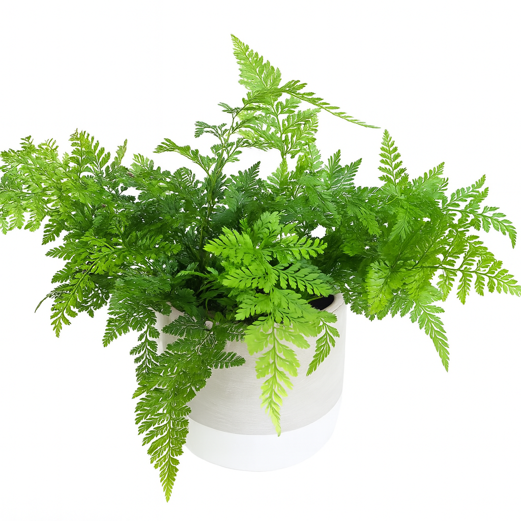 Fern Humata Tyermanii