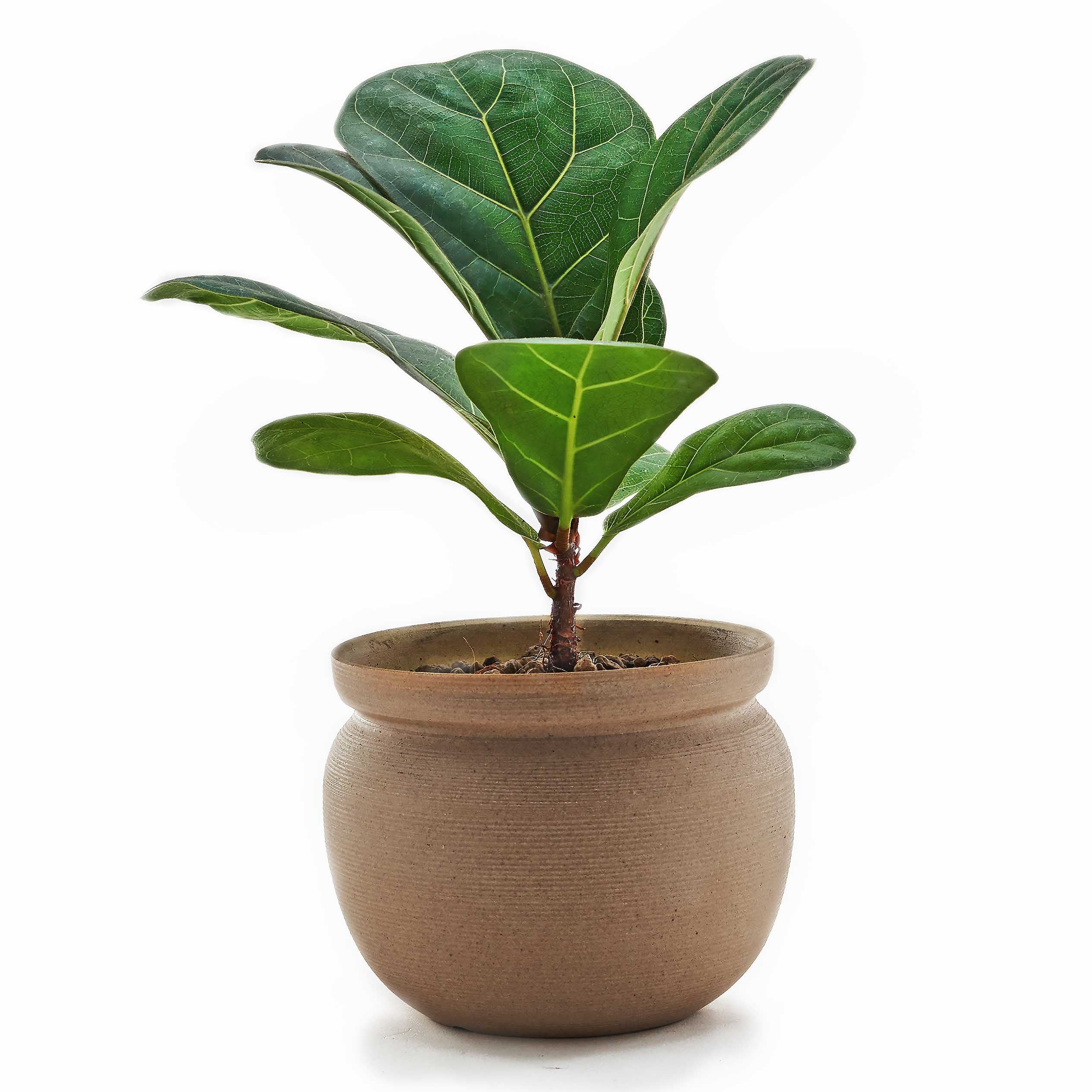 Ficus Lyrata
