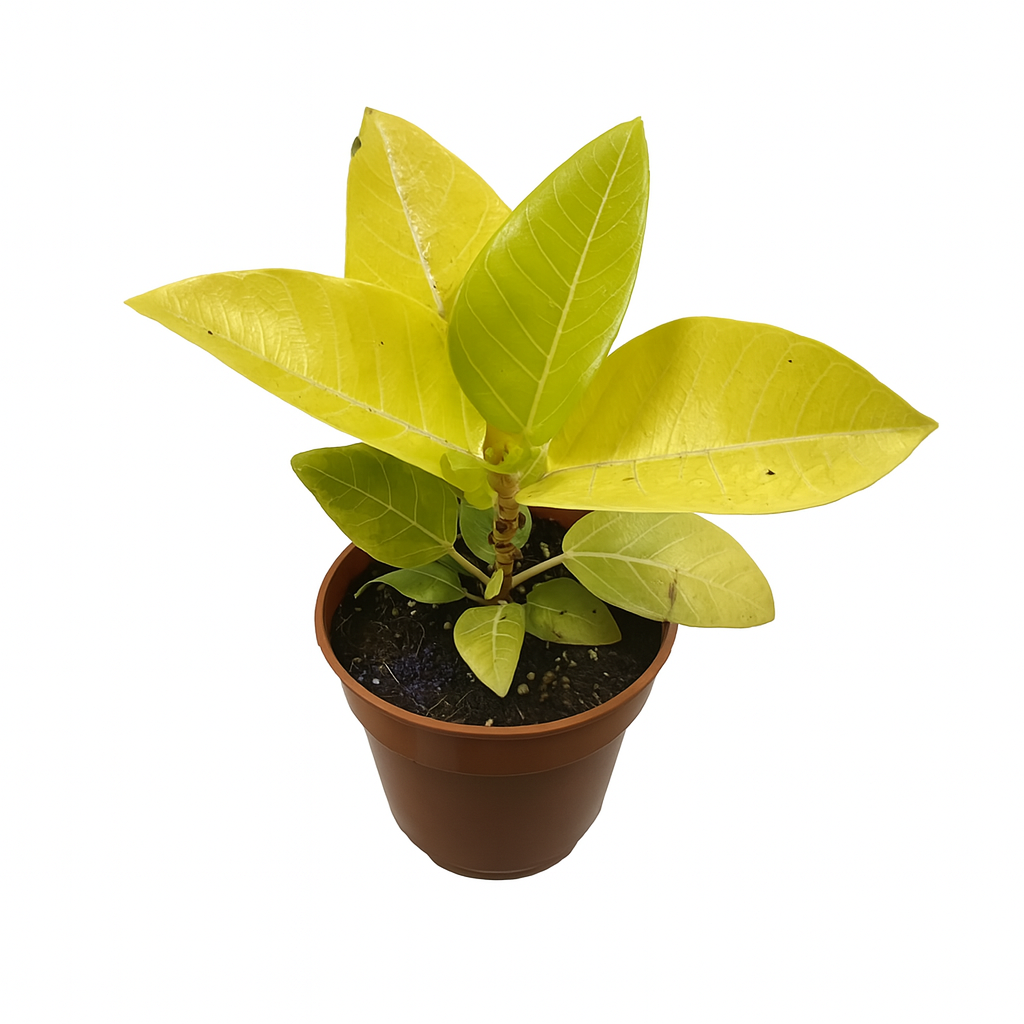 Ficus Altissima 'Gold'