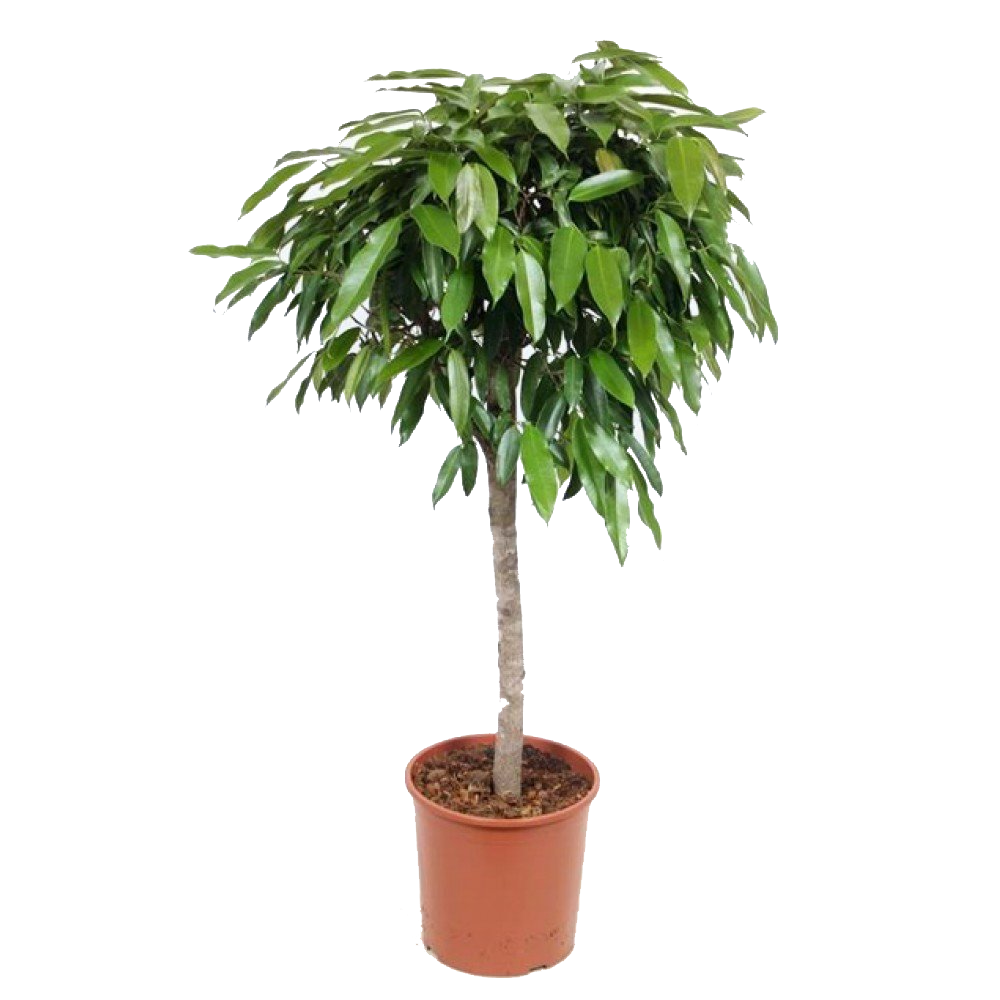 Ficus 'Amster King'