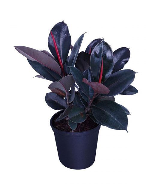 Ficus Burgundy (Rubber Plant)