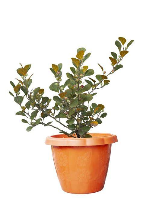 Ficus Deltoidea
