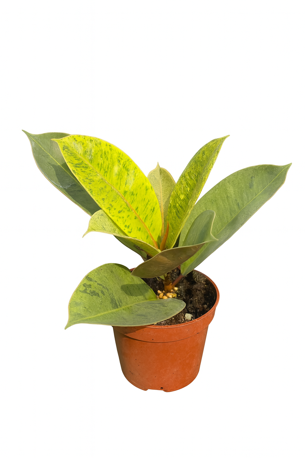 Ficus Elastica 'Shevereana'