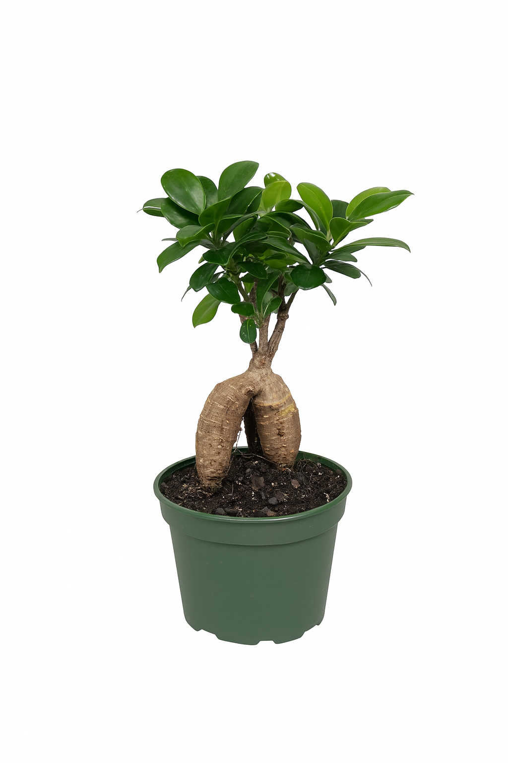Ficus Gingseng (Mini Bonsai)