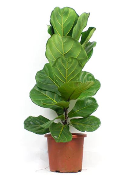 Ficus Lyrata