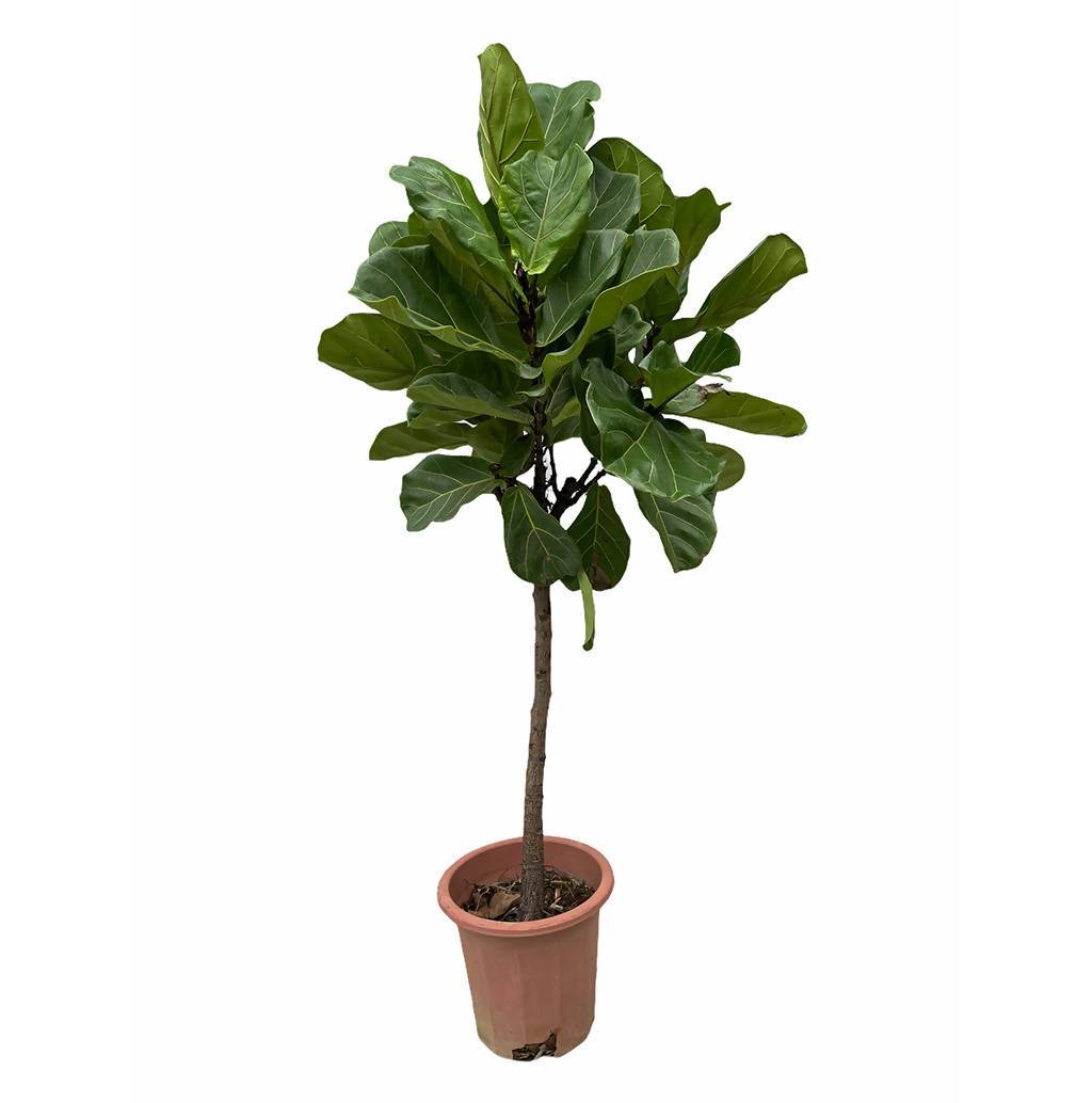 Ficus Lyrata Single Ball