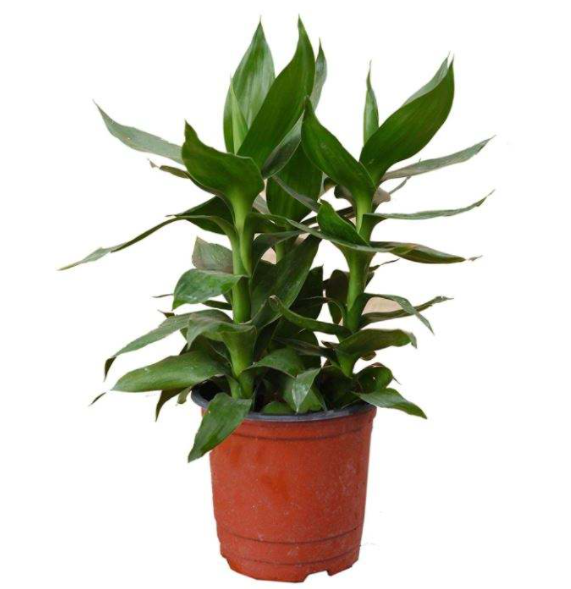 Lucky Lotus Bamboo 富贵莲花竹
