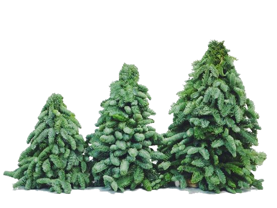 Fresh Nobilis Christmas Tree