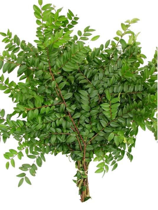 Fresh Pistachia Leaves