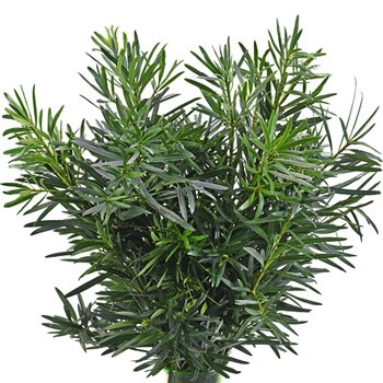 Fresh Podocarpus Leaves