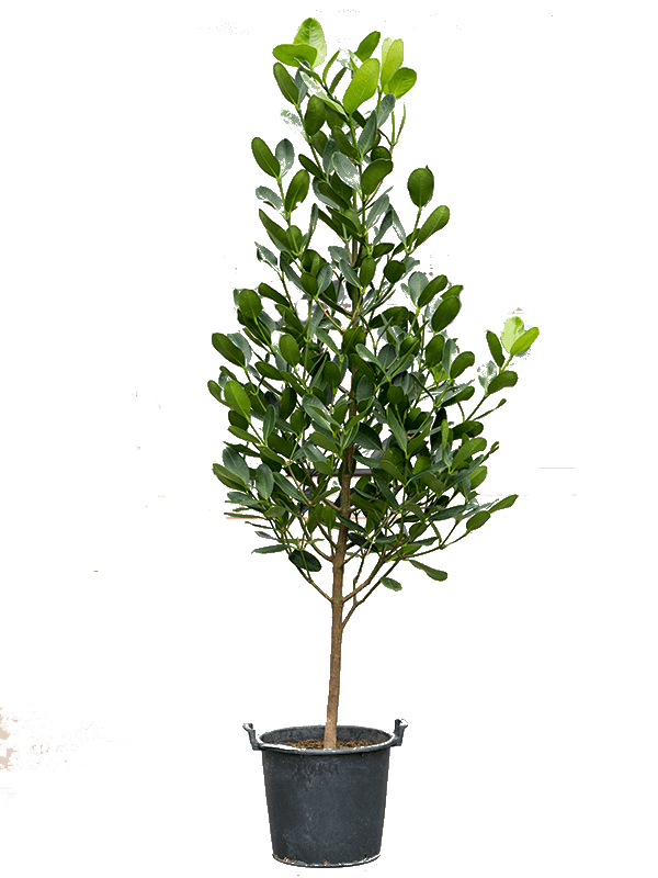 Garcinia Subelliptica