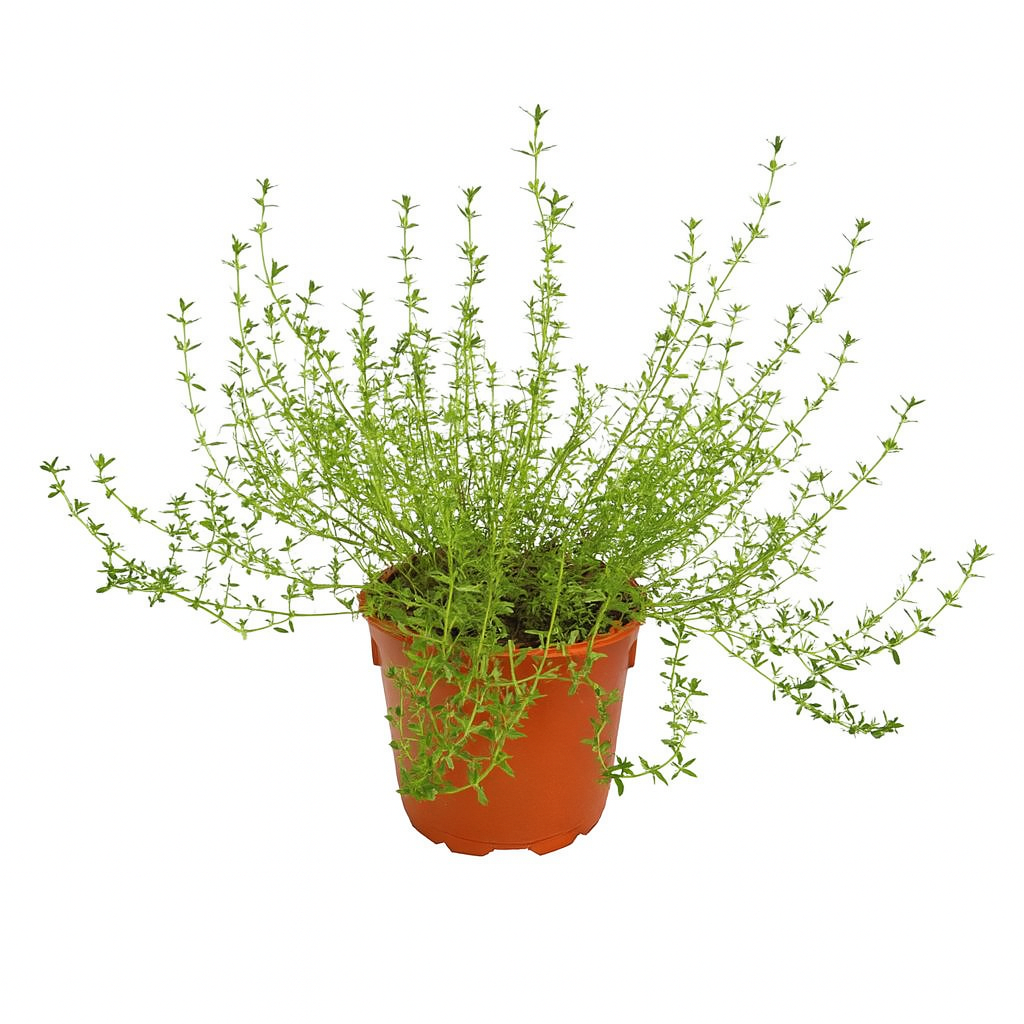 Garden Thyme (Thymus vulgaris) 百里香
