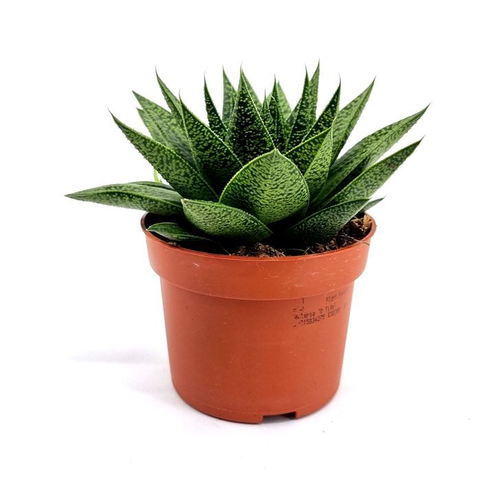 Gasteria Gracilis