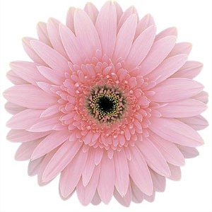 Gerbera