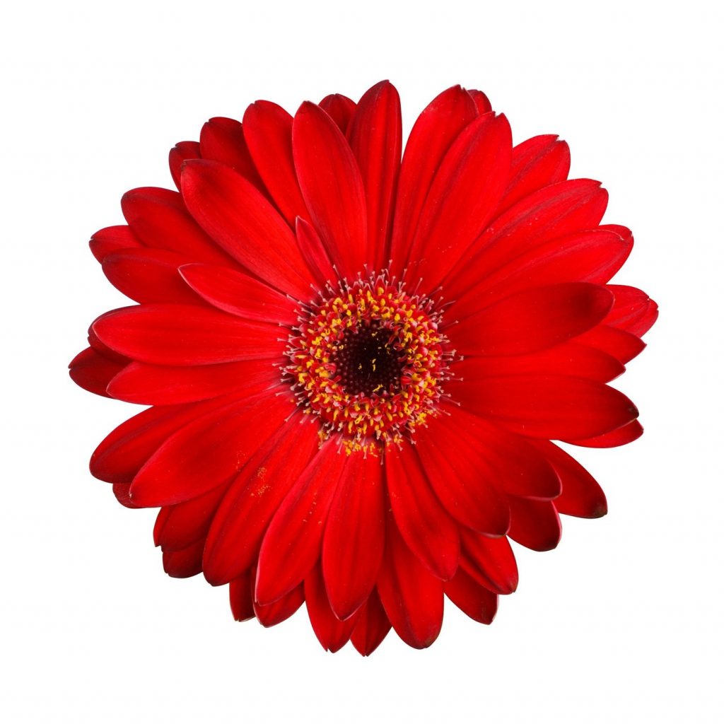 Gerbera