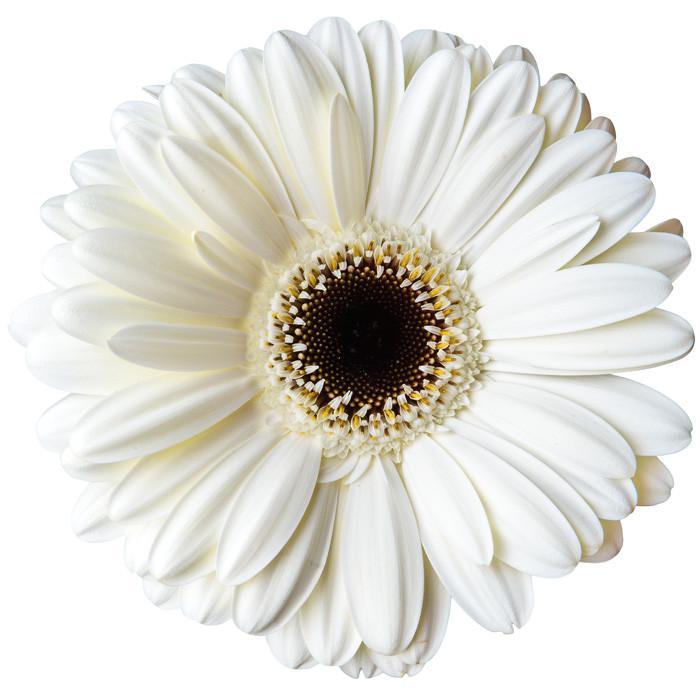 Gerbera