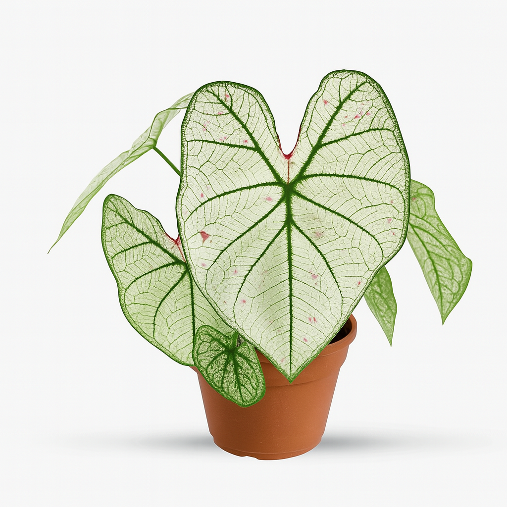 Giant Caladium 'Strawberry White'