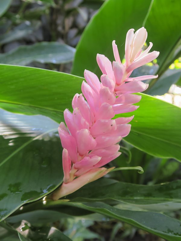 Ginger Flower