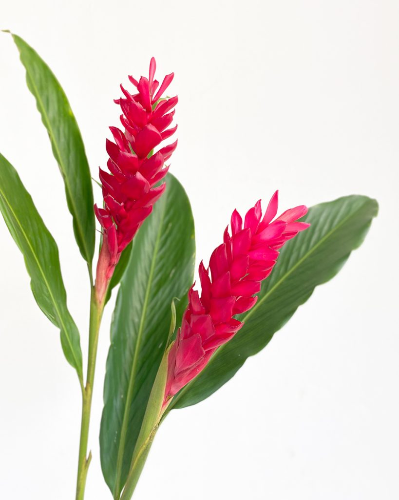 Ginger Flower