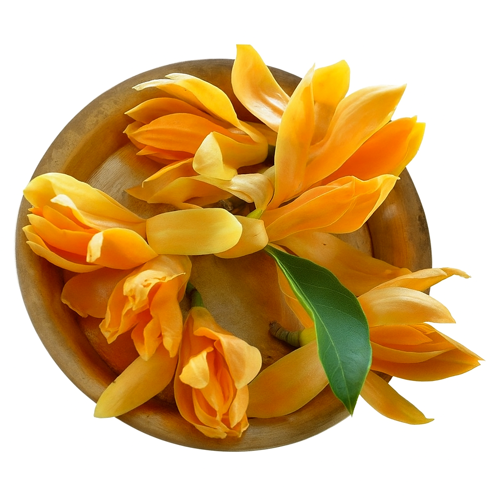 Golden Champaca (Swarna Champa)