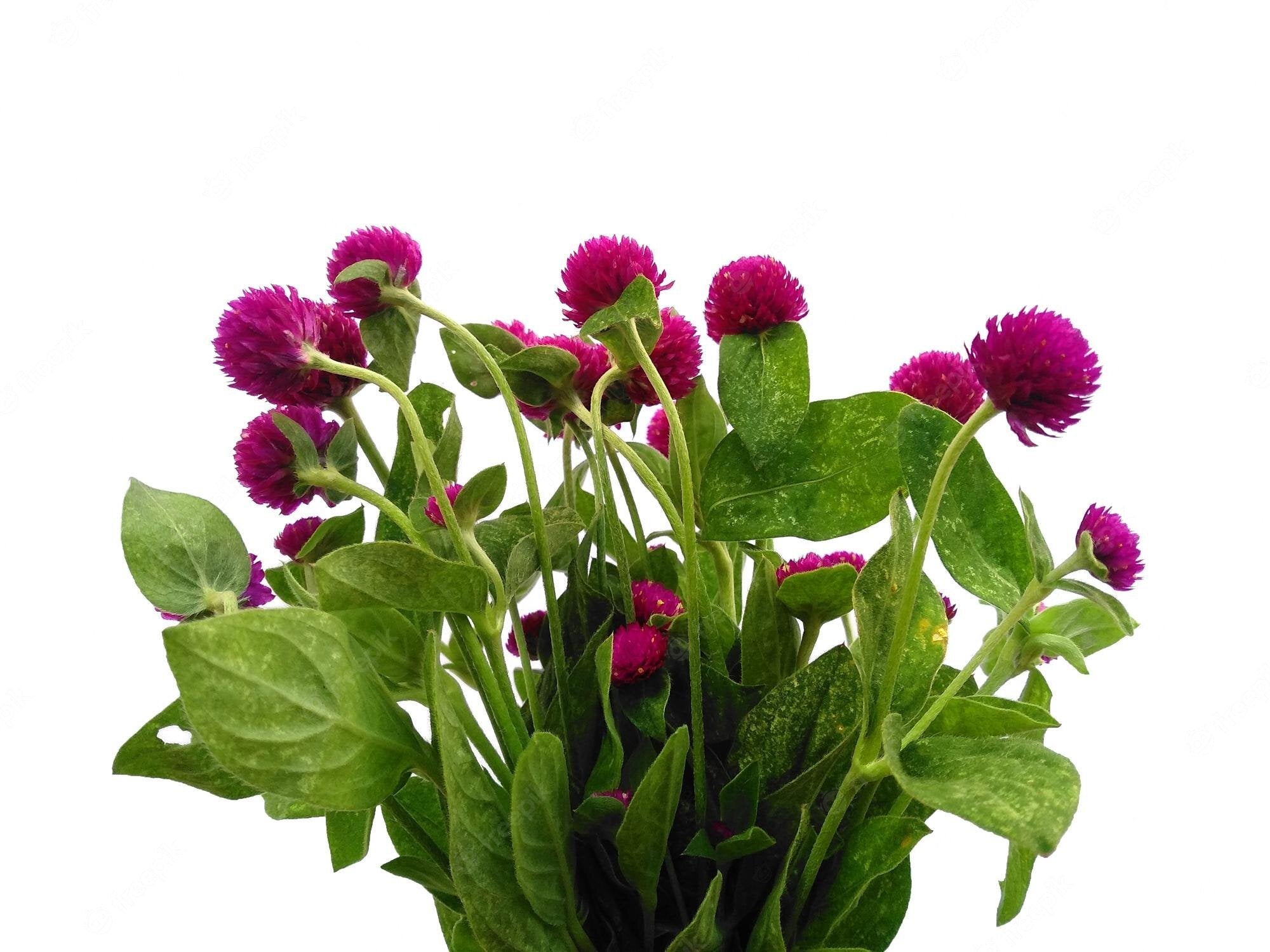 Gomphrena Globosa