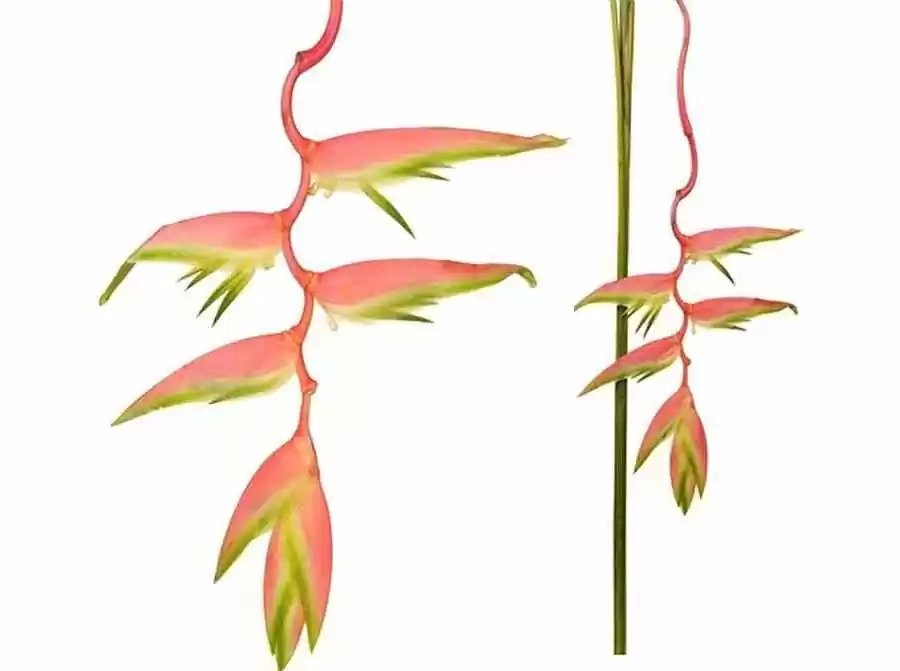Heliconia