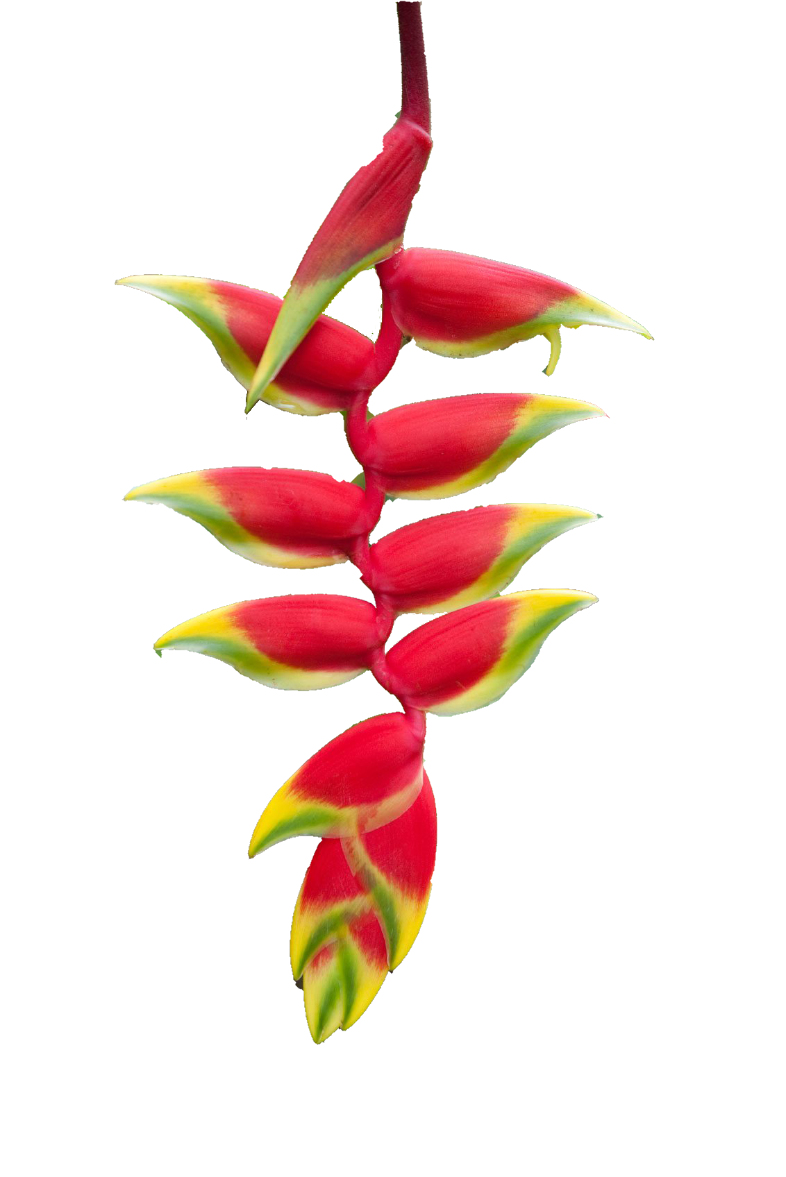 Heliconia
