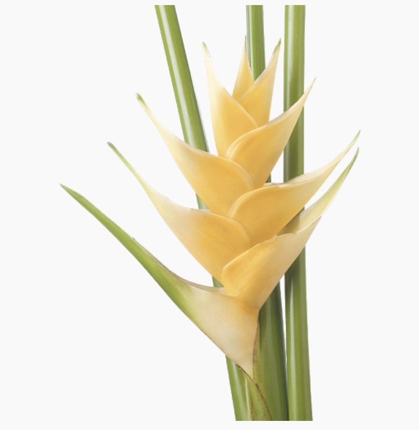 Heliconia Yellow