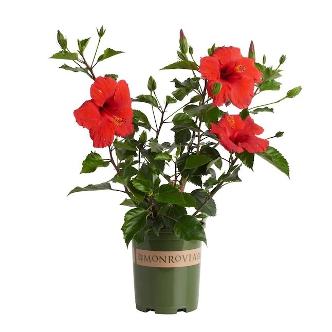 Hibiscus Plant