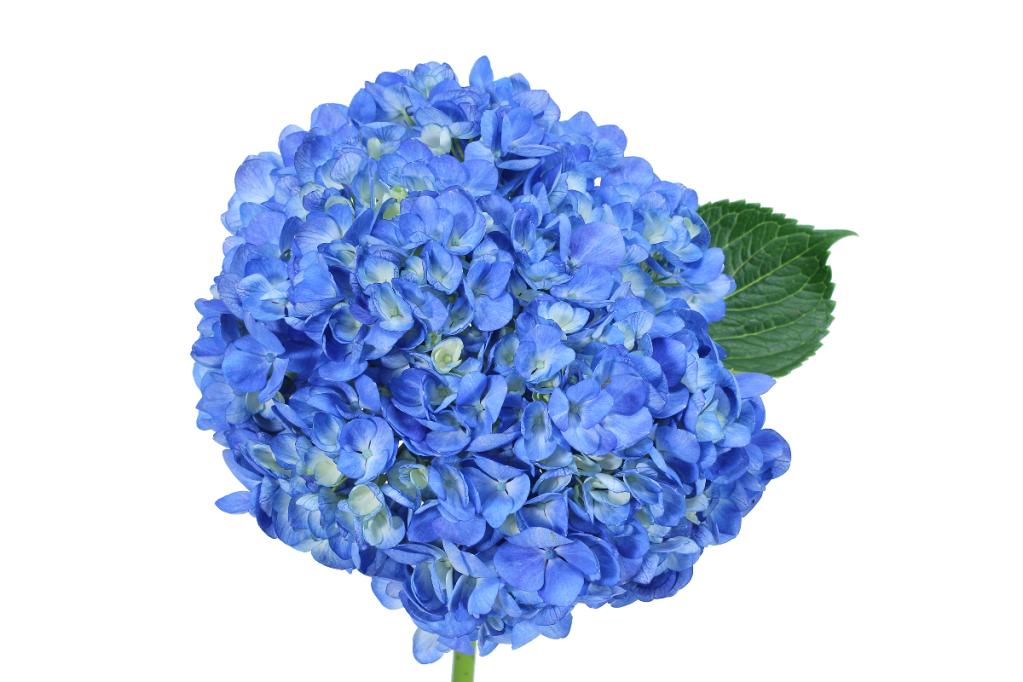 Hydrangea