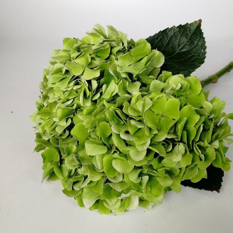 Hydrangea