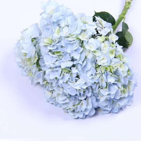 Hydrangea
