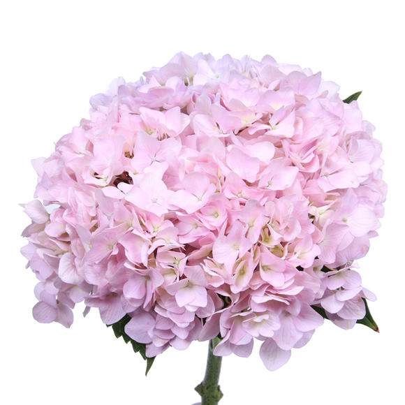 Hydrangea