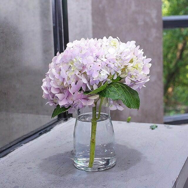 Hydrangea