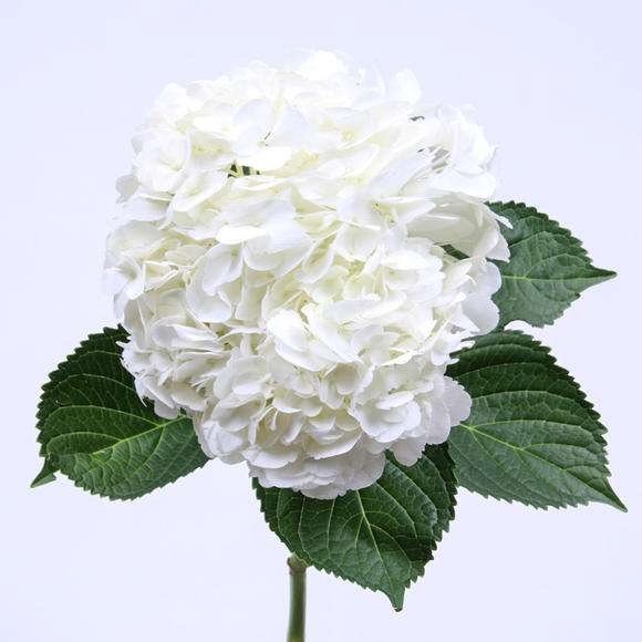 Hydrangea