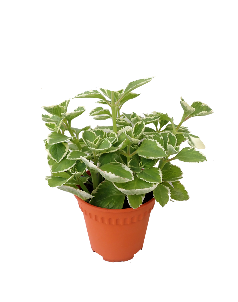 Indian Borage Mint