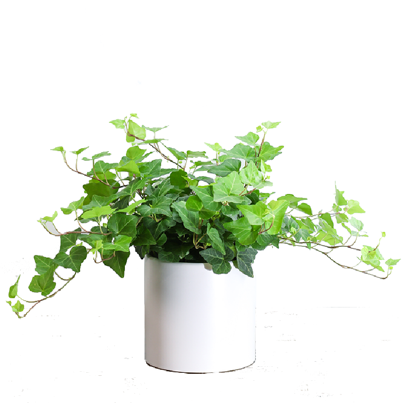 Ivy Green