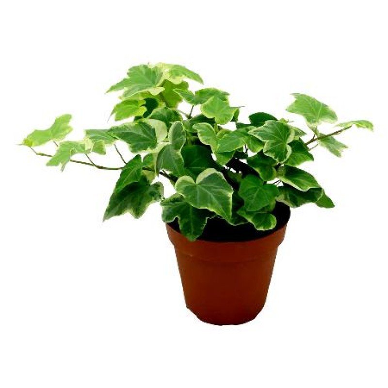 Ivy Variegated
