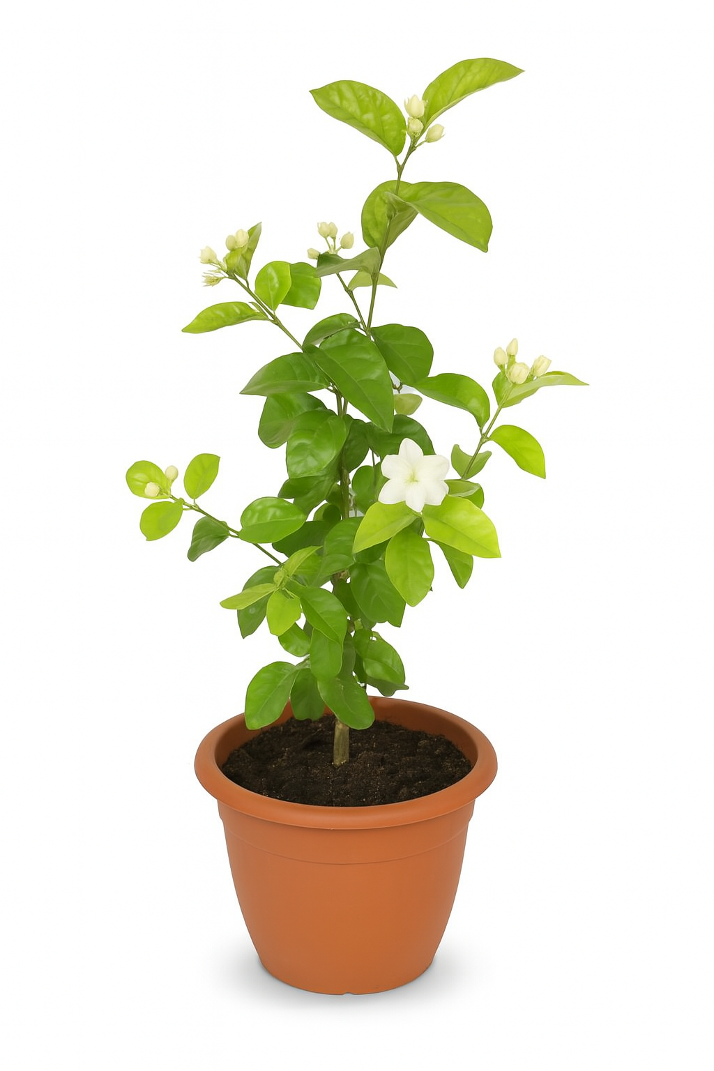 Jasmine Plant
