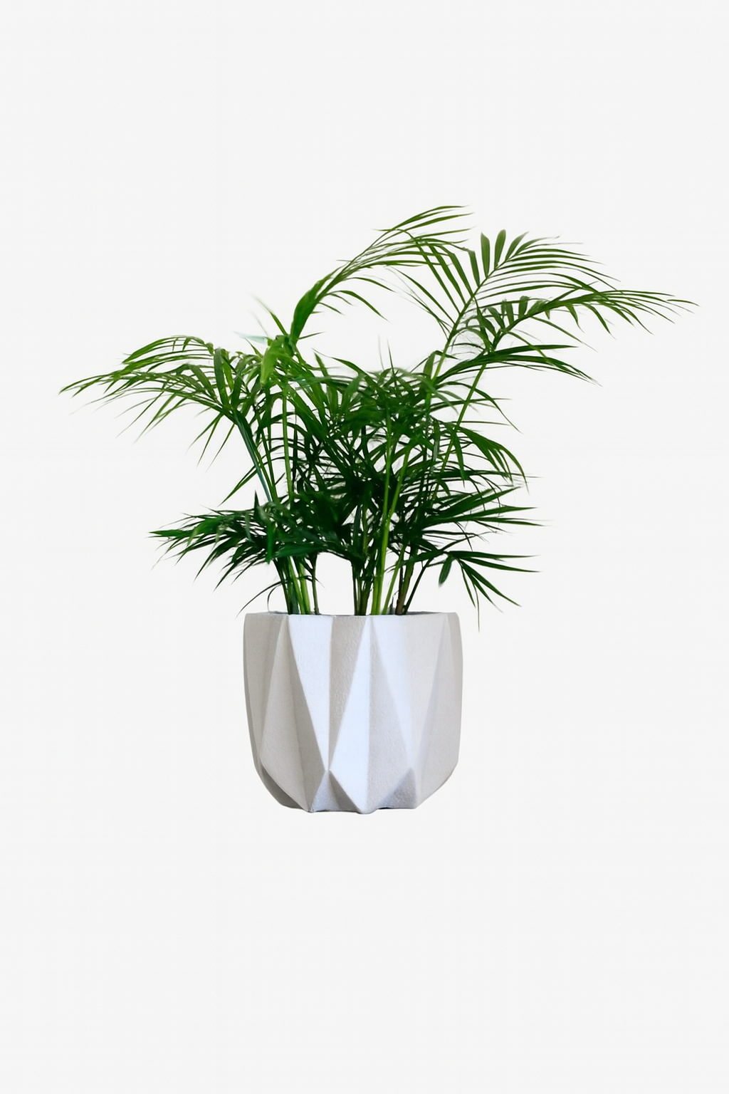 Java Palm