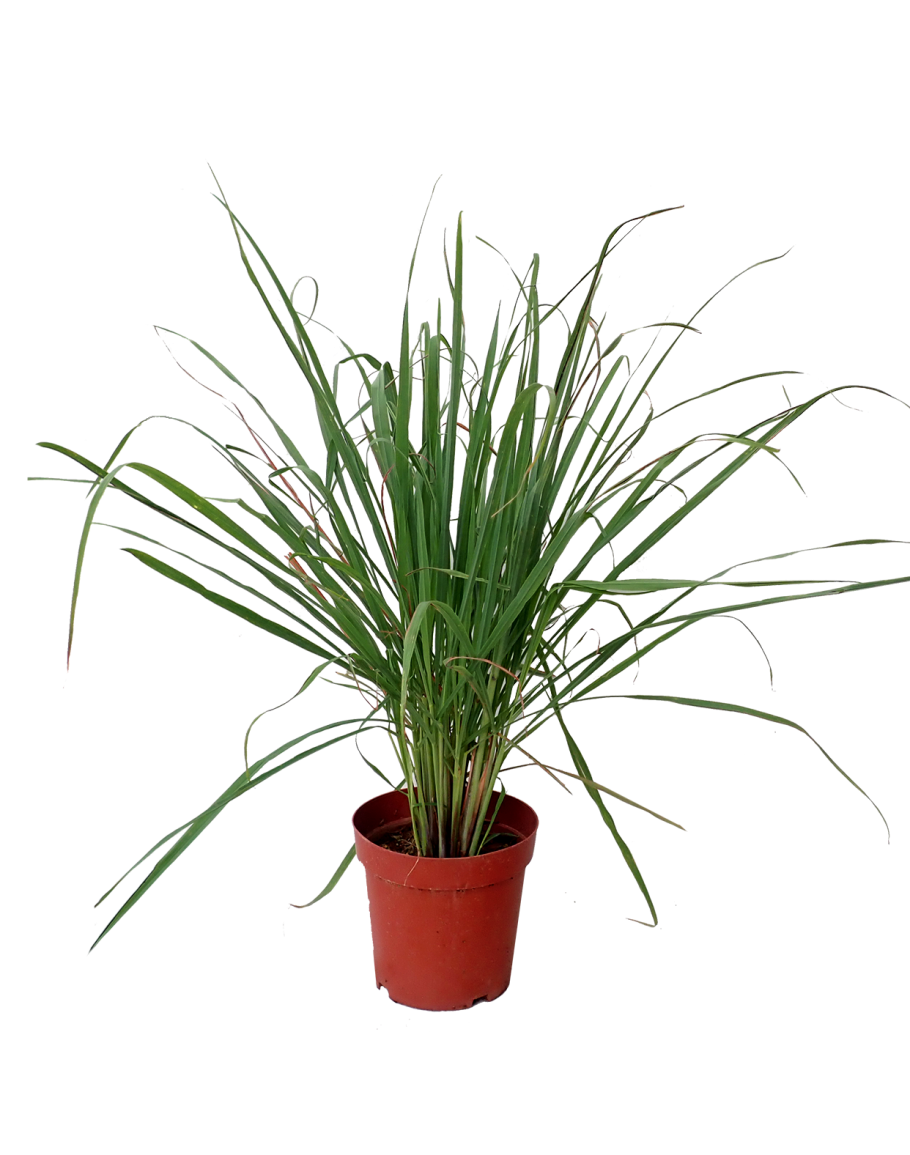 Lemongrass Plant