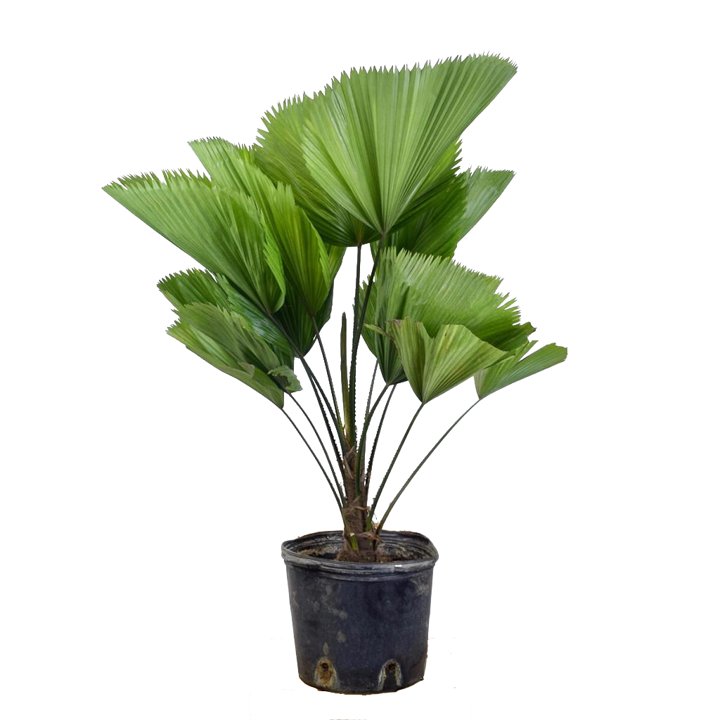 Licuala Grandis