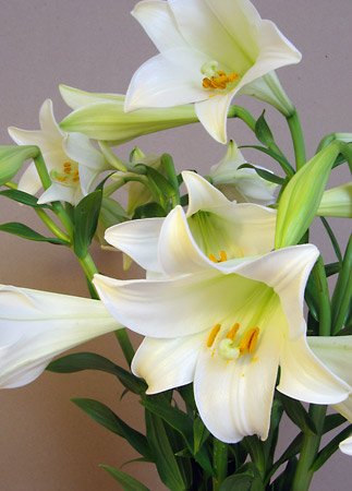 Lily Longiforum