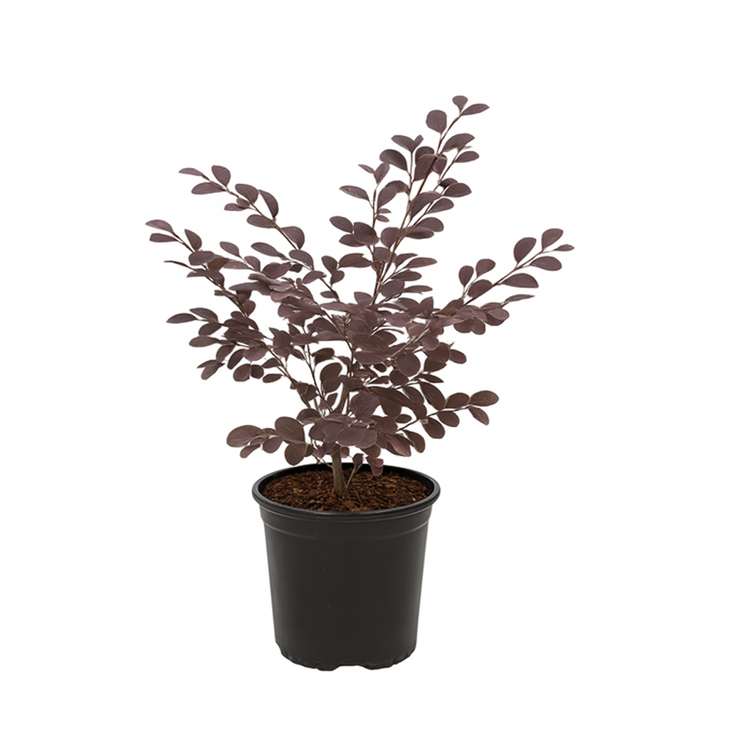 Loropetalum Chinese